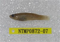 藏品(大肚魚)的圖片
